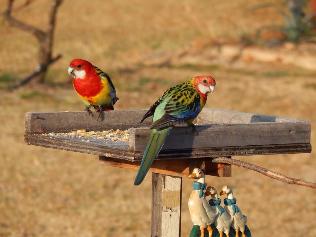 Grovely House Bed & Breakfast Stanthorpe Ngoại thất bức ảnh